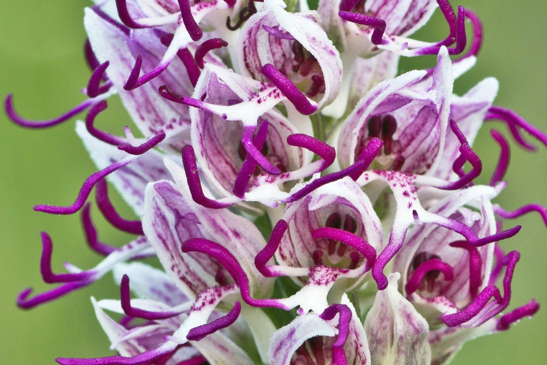 Orchis simia